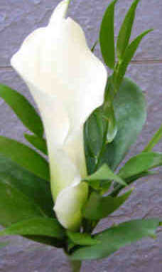 Eileen Jenkins Gents Calla Lily Buttonhole