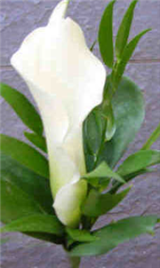 Gents Calla Lily Buttonhole