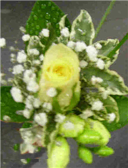 Rose & Freesia Buttonhole